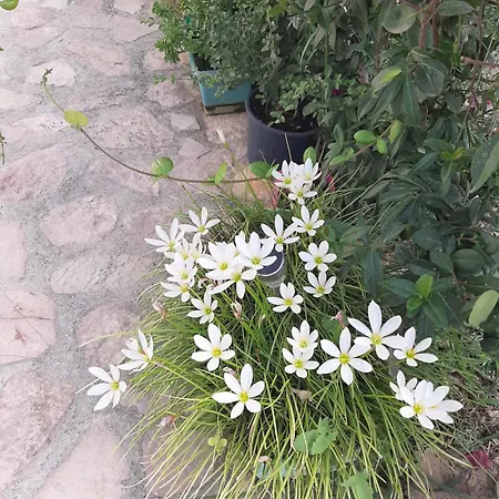 招待所 Denni's Sarandë