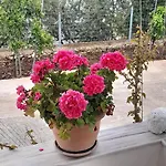 Denni's Pensión Sarandë