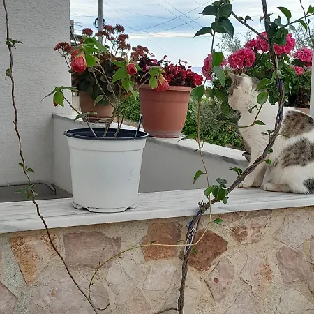 Denni's 3* Саранда